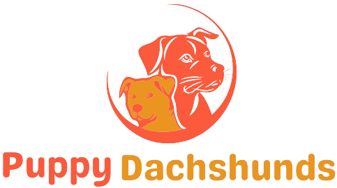 Puppy Dachshunds: Buy or Adopt Your Perfect Dachshund Puppy